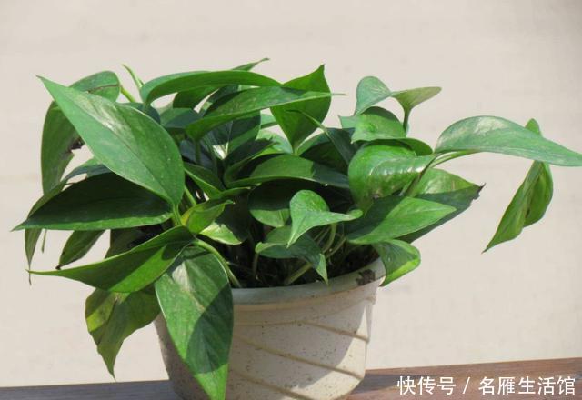 「越养越」新手养花就养此3种,开花简单不用多管,沾水就爆盆,越养越喜欢