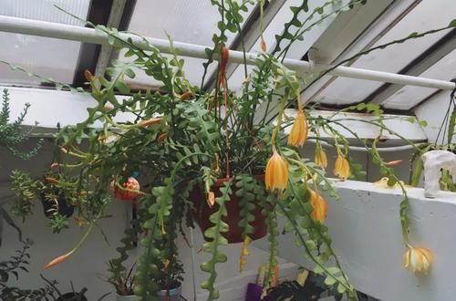  #特大#锯齿昙花好养好开花，有不同的花色，养窗台边花朵开得特大