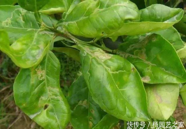 【种植】花卉种植技术:虫害红蜘蛛对花木的危害,怎么进行防治!