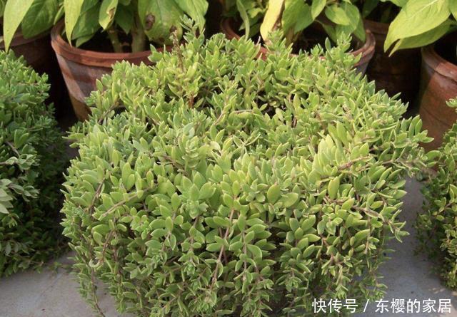  『观赏价值』夏天，在瓦房上有“2种草”，看到请保护，如今珍贵，能当盆栽