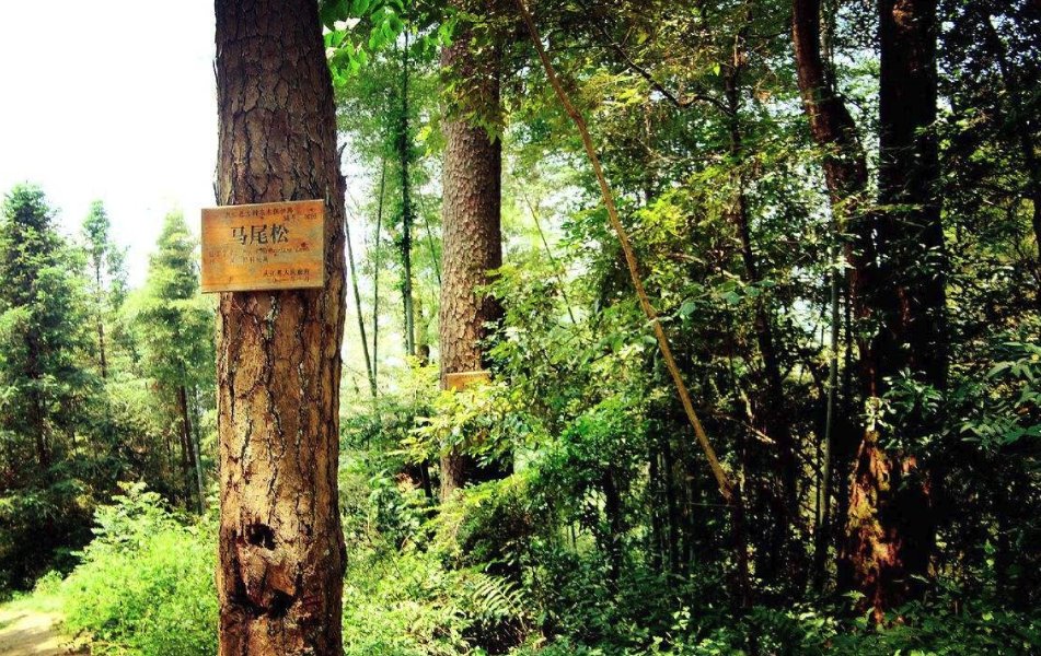 中国最珍贵的几棵树，一颗被投保一亿元，一颗还有人24小时把守