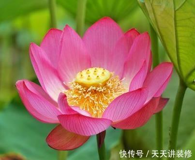 「喜欢」喜欢养护花卉，就选择开花量繁多，长势茂盛，花色绚丽的5种花卉