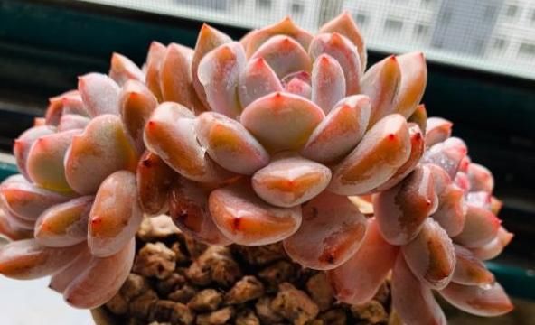 「理腐败」多肉植物底部叶子干瘪枯萎怎么办