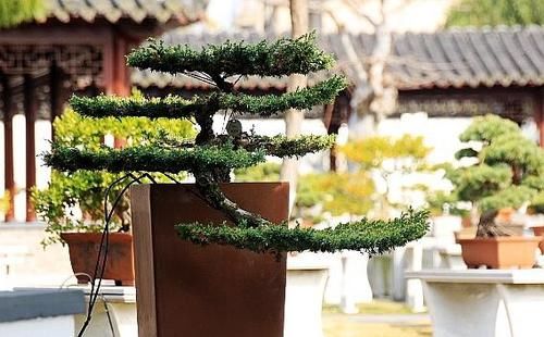  『泰州』泰州盆景的特点，怎么打理？