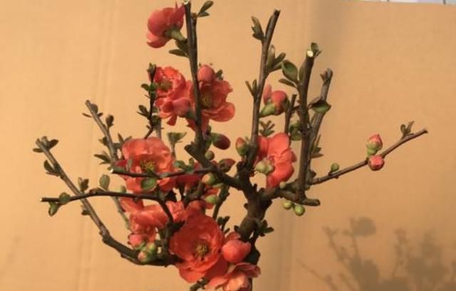  『花开』海棠花在室内开，注意这些养护知识，花开又大又艳丽！