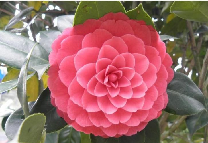  『花色』四种茶花，观赏性强，花期长，花色明亮艳丽