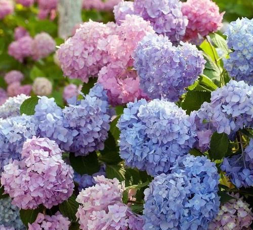  「绣球花的花」绣球花谢花后如何修剪，很多人一直剪错了，非常精辟的修剪方法