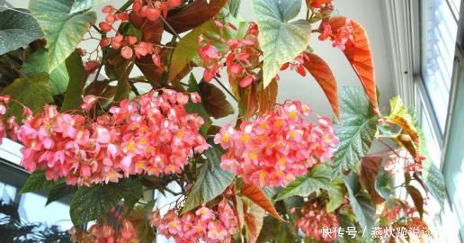 「春天」春天养花选它,满树红花,红红火火,一年四季都开花,是盆栽佳品