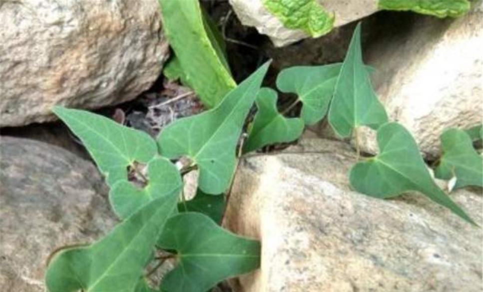  【不料】山林有1“白人参”，花朵不美还小，路人不理会，不料药商当宝！