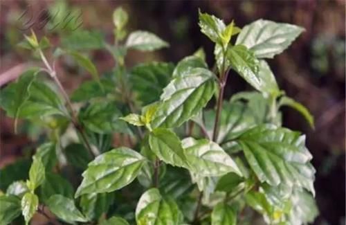  [植物]观音柴你们见过吗？叶子能做成爽滑Q弹的“神仙豆腐”