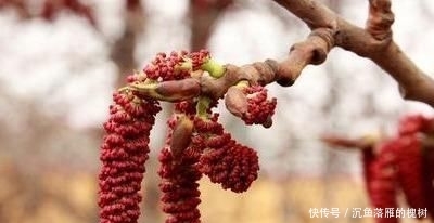  『农民』这种野菜以前拿来充饥，老一辈都吃过，现在20一斤，农民都不买