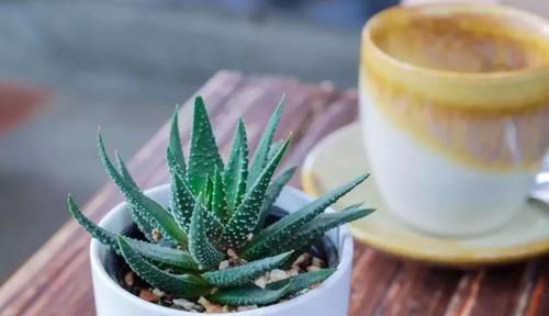  『家里』在家里养几种耐阴耐旱的观赏植物，不用经常照顾