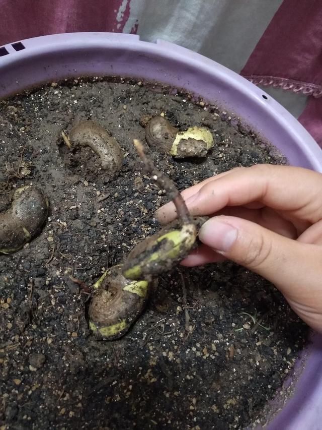  【森林】芒果这么种才长得快，随手一剪，就能种出小森林！