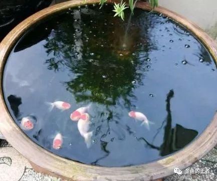  饲养■金鱼饲养中常用的五大手法，讲究可真不少（金鱼的王者）