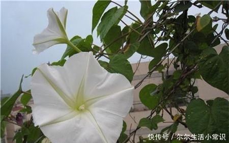 月光花的花语是什么 有什么文化寓意 快资讯