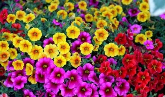  『开爆』1种花“了不起”，现在养，1个月花朵开爆盆，比矮牵牛还漂亮好养