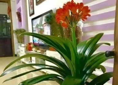 夏天高温|卧室养花别乱来,2种花,夜里“不争氧气”,对身体好,你家有?