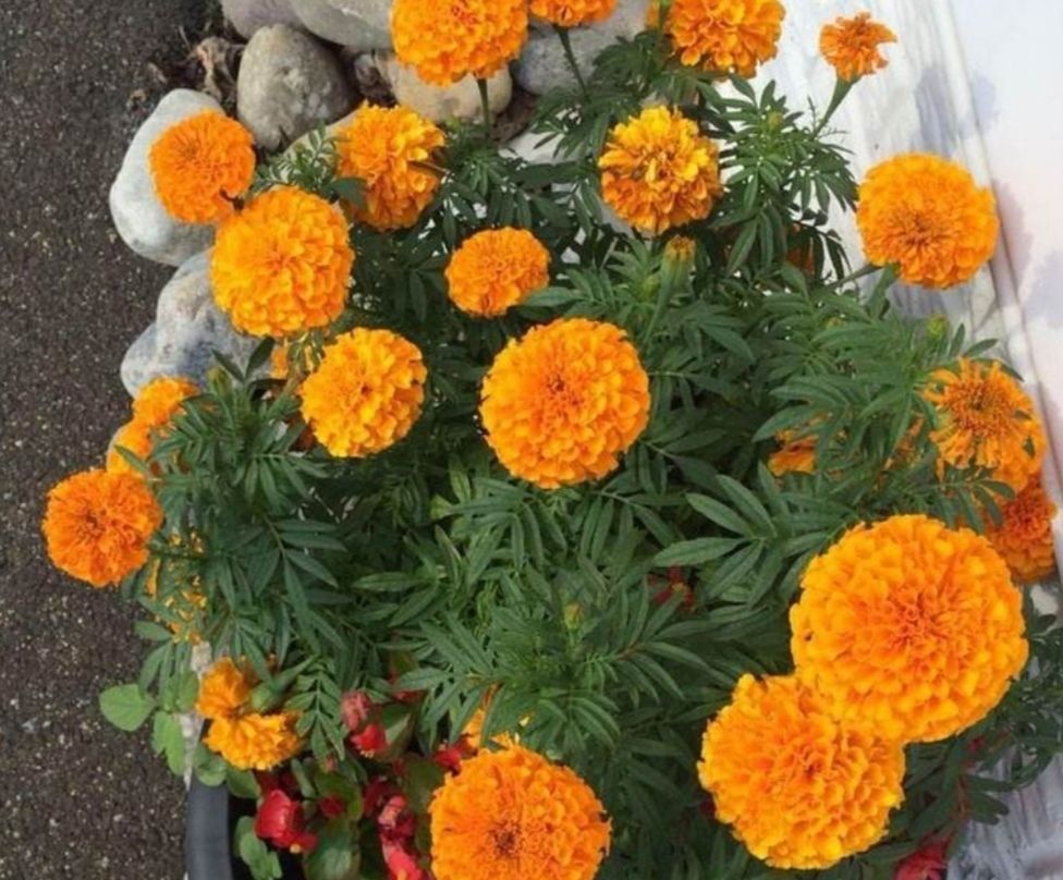  「生长旺盛」这“5种”花,再喜欢也要“狠狠晒”,越晒越开花,香味越浓郁!