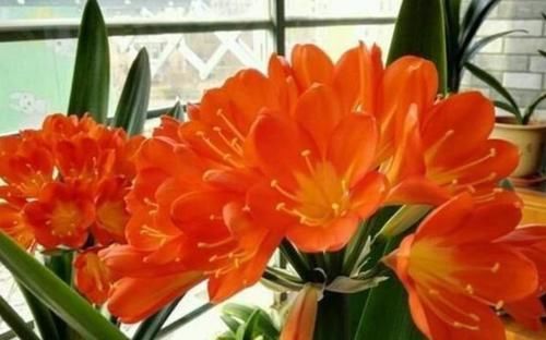  『艳丽』阳台养这几朵花，花开不断，花色艳丽，花开枝繁叶茂，美