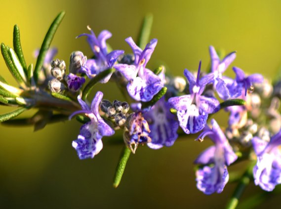  『蜀葵』阳台上养这些开花灌木，最适合养在阳台，清香味四溢，美如画