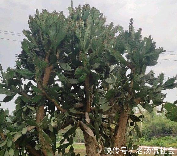  『仙人』仙人掌薄成纸2个小方法，吃成大胖子，长成老树桩，挂满仙人果