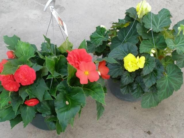  『家里』在室内半阴处容易开花的11种盆栽开花植物，家里可多种几种