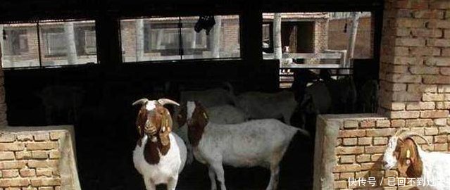 农村朋友注意啦！这些养殖业年收入10万以上，根本不愁销路~