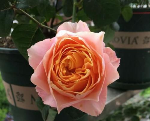 『开花真』谁说月光族就不配养花?这20种月季花月薪3000也能养