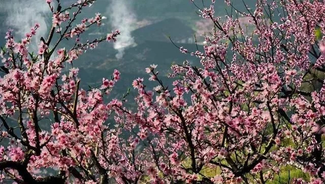 秀美山谷的春色,尽在一首无题诗中