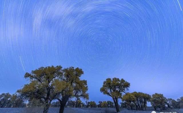 大美新疆，上眼胡杨