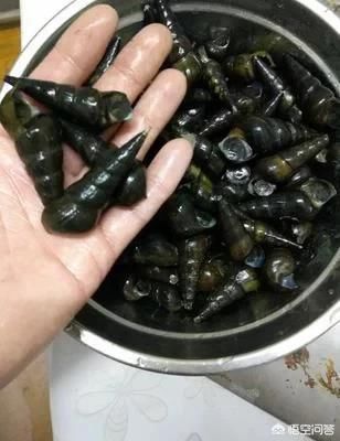  「竹虫」农村即将消失的野味，你吃过几个？