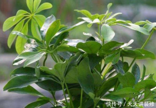 「蟹爪兰」适合养在卧室的4种植物,净化空气去异味,第三种还能帮助睡眠!