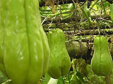  「稀罕」种一棵吃半年，南方很常见，北方很稀罕，是个潜力蔬菜