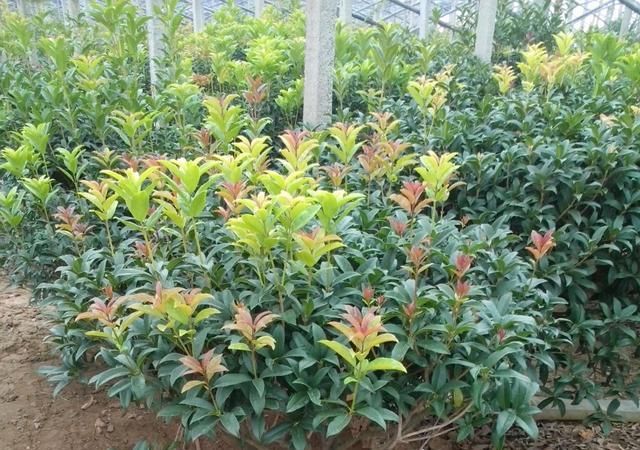 『桂花』桂花开花,不长叶子,是怎么回事?