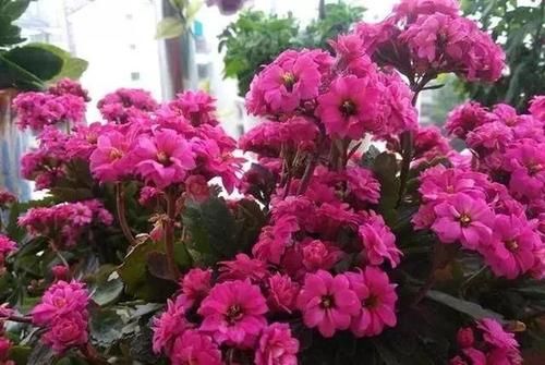  盆栽：家庭养花选它，花开200天以上，花苞一茬接一茬，是家庭盆栽佳品