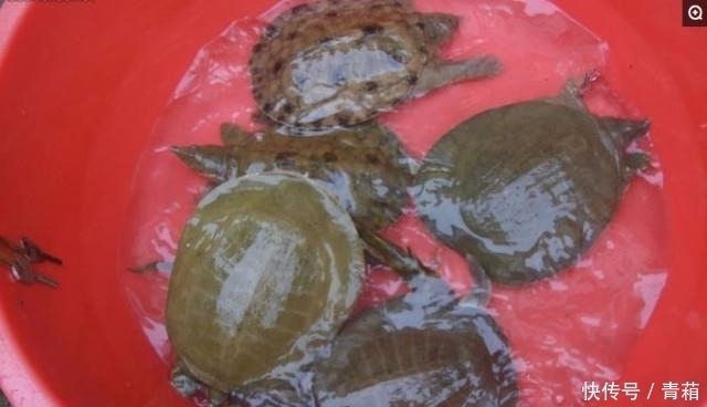  小伙|农村小伙, 捉住的宝贝可以卖200元, 一年可以收入20万