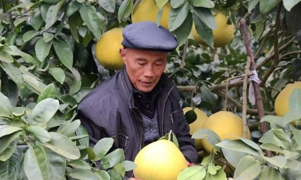  [柚子]一下雨就裂口，今年收购价不足1元，果农：卖不出去只能烂