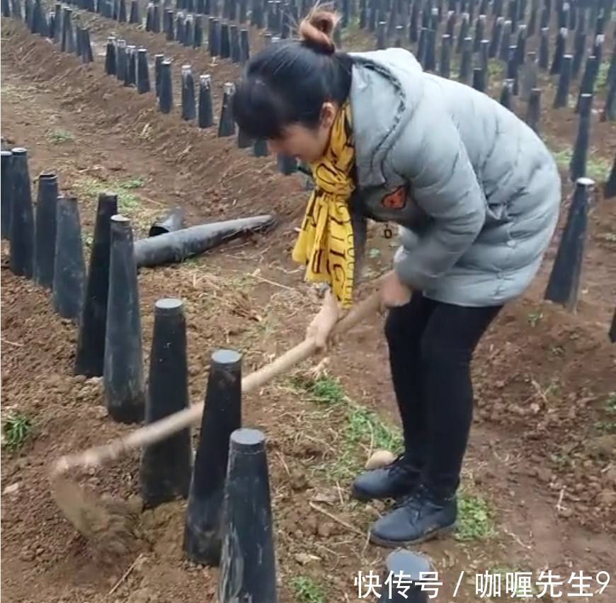 农民种植戴帽子的蔬菜,虽产量低但价格高,一