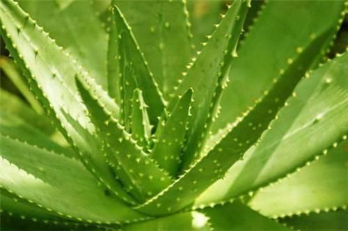  【植物】新房装修放什么植物好 让污染净化的更快