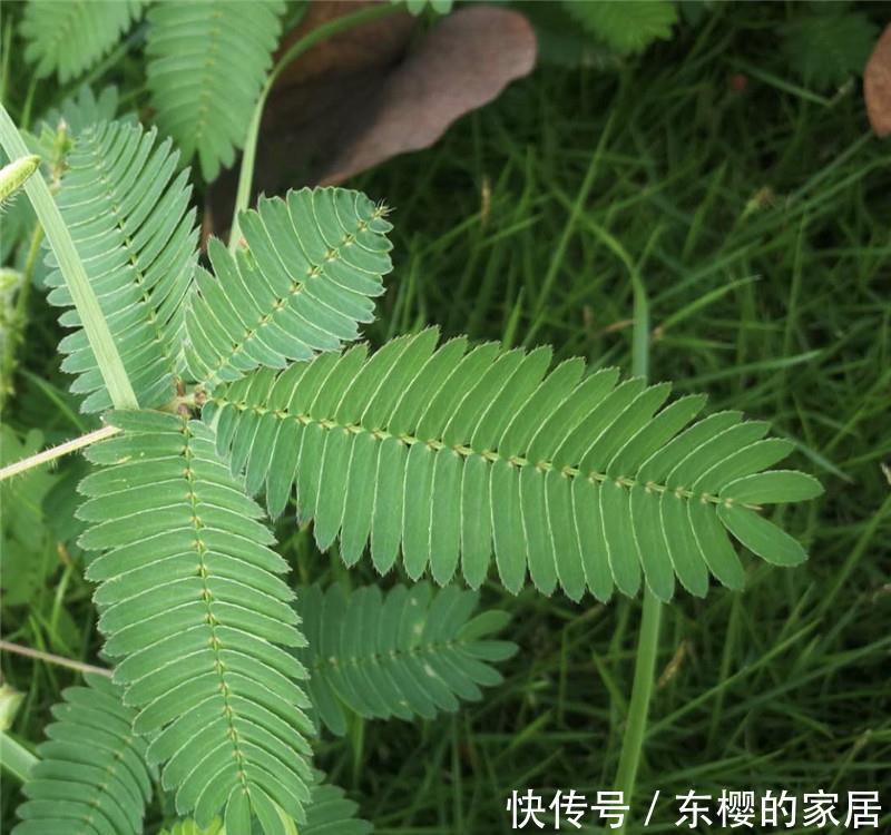  「轻柔」轻柔“绿盆栽”：它是气象播报员，有毒，别乱碰，别乱养！