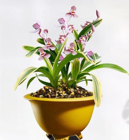 『誉为』此花最漂亮,叶带金边艺,荷瓣型,花色粉嫩如少女,花大浓香,美