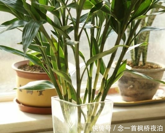 「到很好」家里一旦养了这几种植物,财神看了都会喜欢,暗喻越住越有钱
