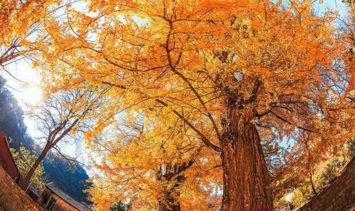 盘点国内“名气最大”的树：一棵树是一个景区？游客赏树需预约！