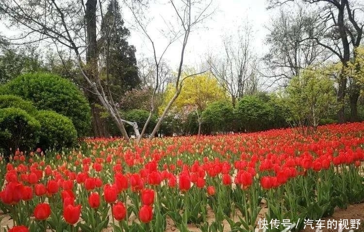  品种：郁金香花展、牡丹花展……迎泽公园“文化节”有看头