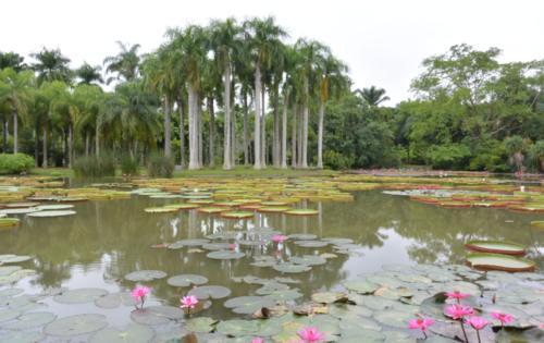 西双版纳望天树景区，有国内独一无二的树冠走廊，是一座天然的氧