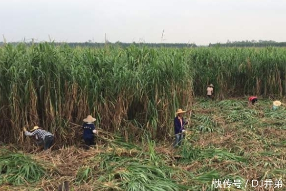  「我国」每年亩产15吨，牛羊鸡鸭鹅都能吃，引入我国20年，却推
