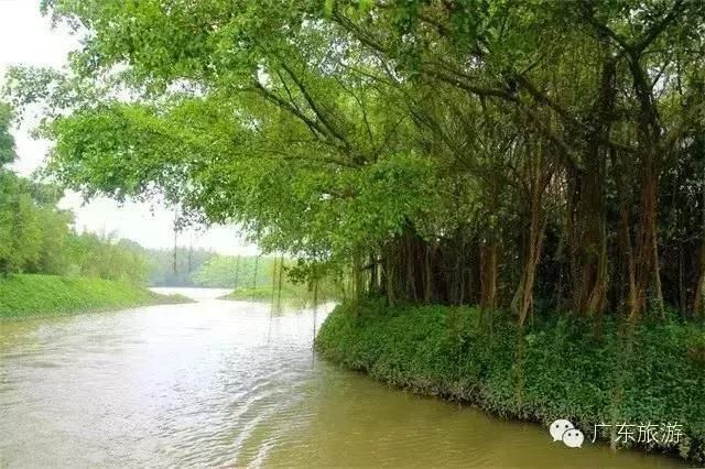 这6株中国最美古树就在广东,粤游君邀你开启