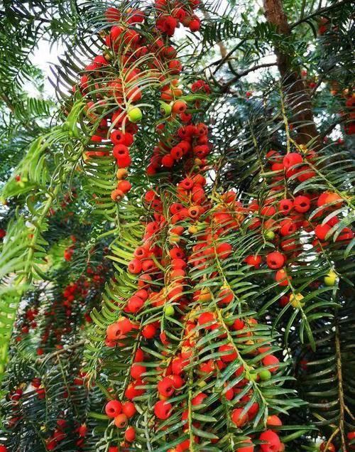  大熊猫@红豆杉号称“植物大熊猫”，净化空气促健康，注意5点红豆挂满枝