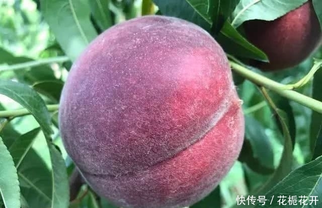 中国最贵的果树，一亩产3300斤，1斤20-40元，家里种2棵就不得了