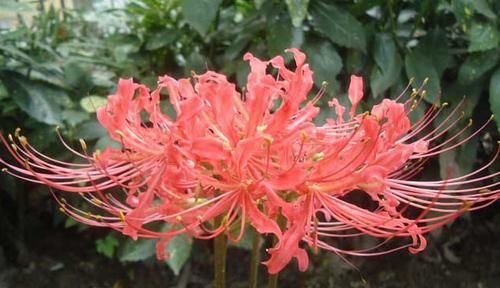  『有毒』彼岸花有毒吗？彼岸花为什么不能养？这些疑问你需要了解一下